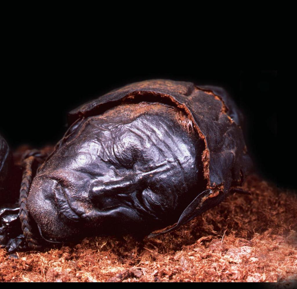 What can fossils teach us about the past? This man, known only as Tollund Man, died about 2200 years ago in what is now Denmark.