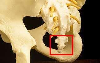 This is a human tailbone.
