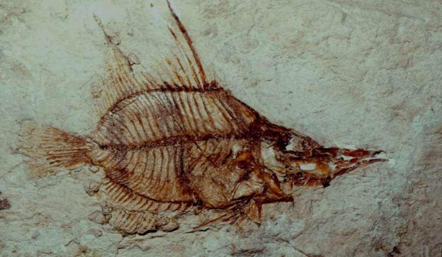 Earliest fishes: Still millions and