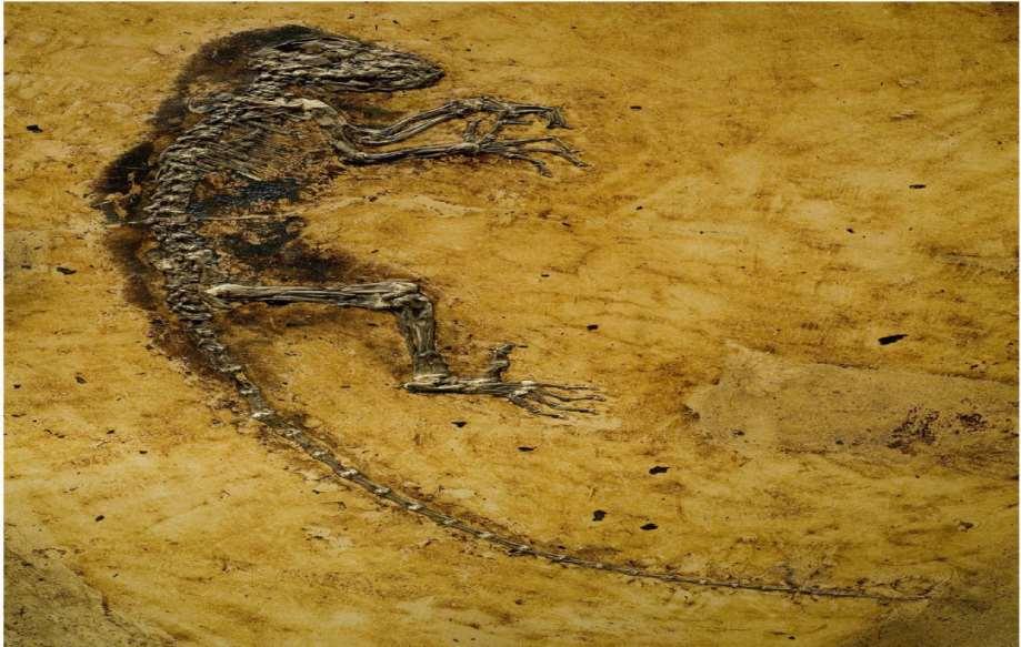 Earliest Primate fossil: 47 million