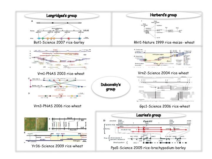 The wheat genes for height (Rht), vernalisation (Vrn),