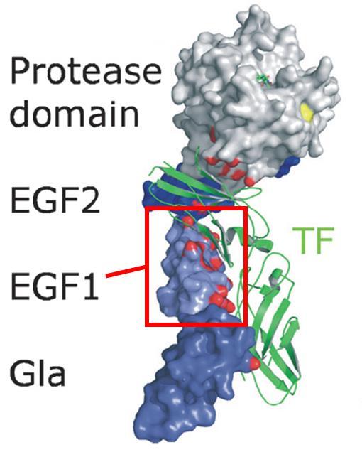residues are part of the first EGF domain of FVII, which is