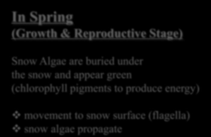 algae live on water, CO², sun light and minerals Growth