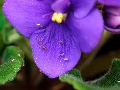 They can barely be seen by the naked eye. They seldom attack violets but can cause severe damage. Symptoms are bleached out or yellowish spots on leaves. d. Aphids Small, soft-bodied insects, some with wings.