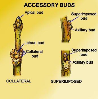 Buds Can Be Classified by Position Terminal vs.