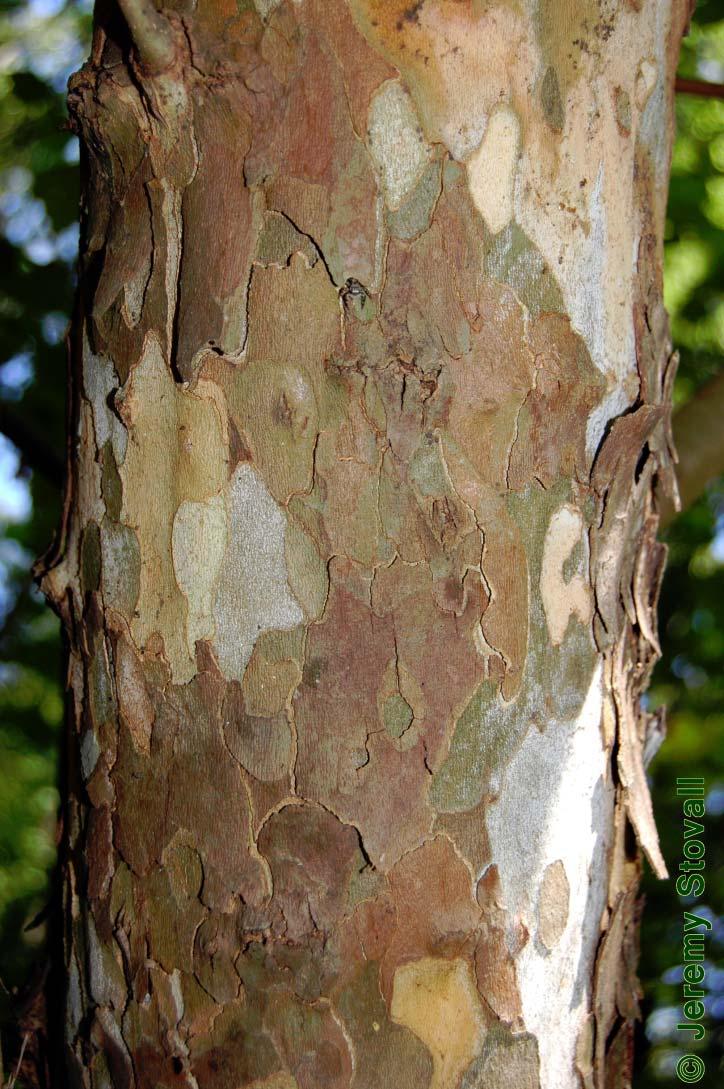 Bark Types Smooth, Unbroken Visible Lenticels Peeling Horizontally in Curly