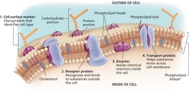 Chapter 4 Cell Organelles and Features Plasma Membrane- Fluid Mosaic Model Membrane Proteins Cell membranes often contain proteins embedded within the phospholipid bilayer.
