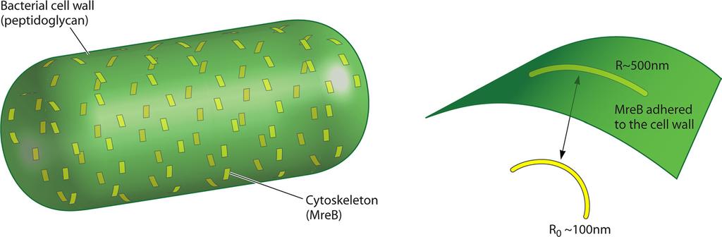 VOL. 75, 2011 PHYSICS OF BACTERIAL MORPHOGENESIS 553 FIG. 6. The bacterial cell wall is a composite material. Cytoskeletal filaments such as MreB adhere to the cell wall.