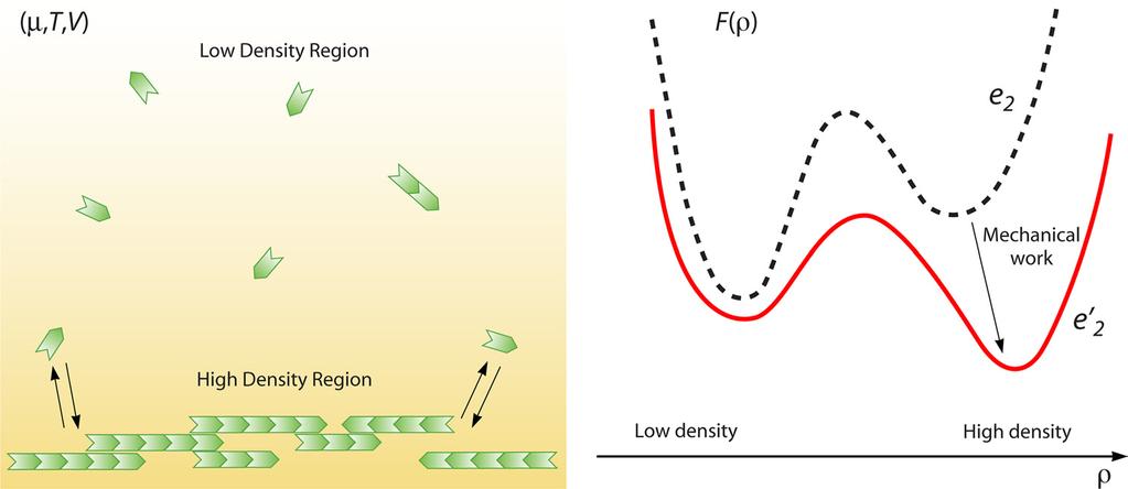 VOL. 75, 2011 PHYSICS OF BACTERIAL MORPHOGENESIS 561 FIG. 10. The spatial distribution of FtsZ is a result of competition between entropic and enthalpic factors.
