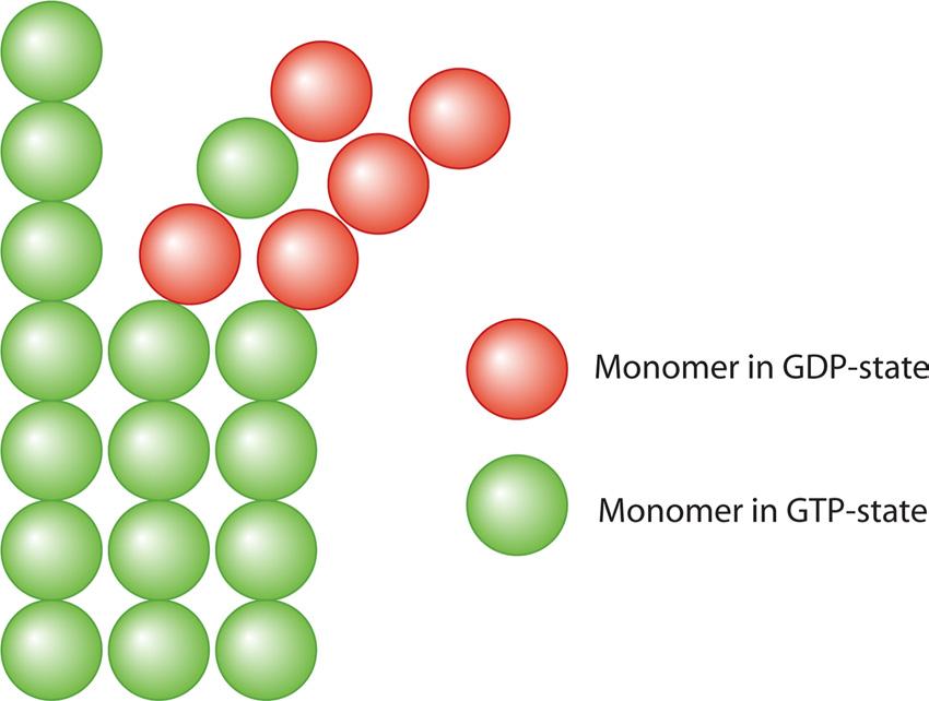 VOL. 75, 2011 PHYSICS OF BACTERIAL MORPHOGENESIS 549 0 k A3B 0 e c/kbt e c B c A /kbt (5) k B3A is a phenomenological constant that approximately describes the location of the reaction transition