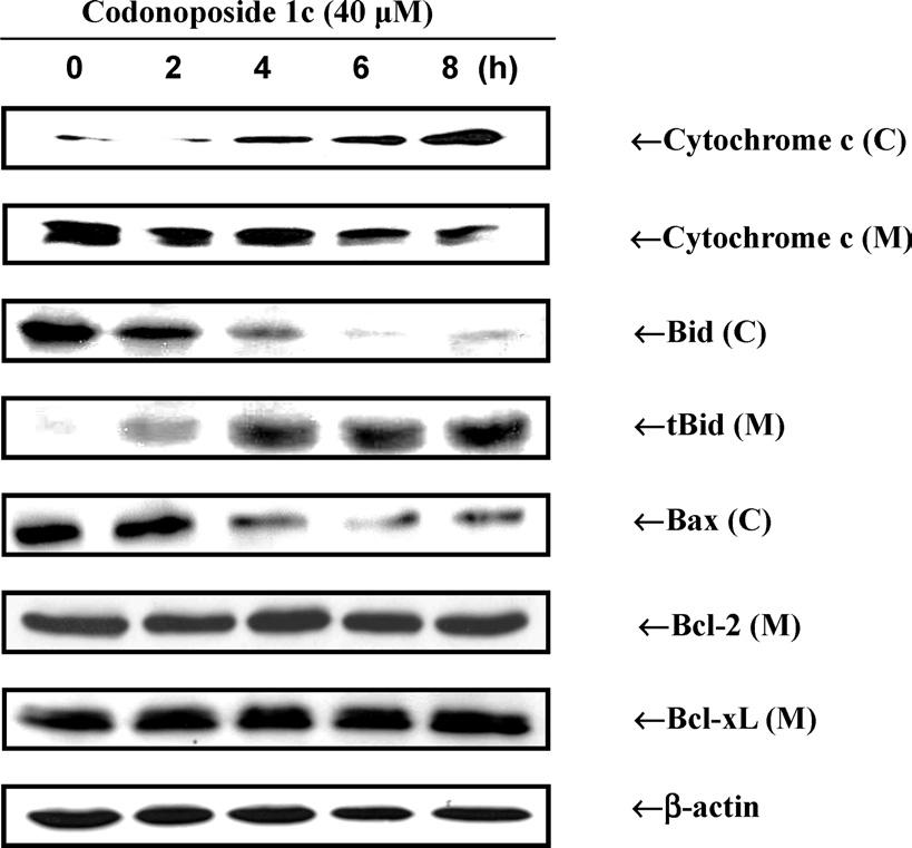 May 2005 857 Fig. 4. Effect of Codonoposide 1c on Protein Levels of Bcl-2 Family Proteins in HL-60 Cells Cells were harvested at the indicated times after incubation with codonoposide 1c at 40 m M.