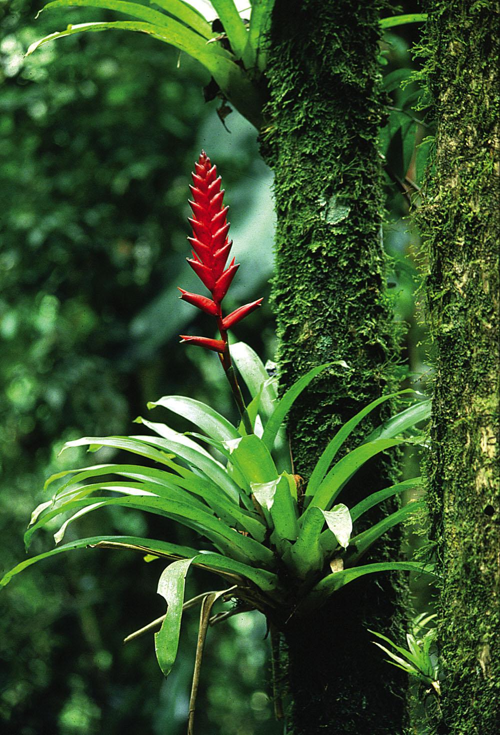 Epiphytes are plants that attach themselves to the trunks or branches of large trees for access to sunlight;