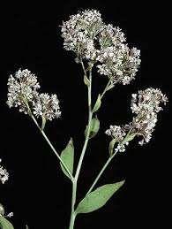 Perennial Pepperweed Lepidium latifolium Where: