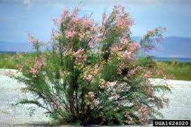 Where: Eurasia Salt Cedar Tamarix ramosissima