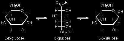 These are the sugars that yeast ferment to produce alcohol.