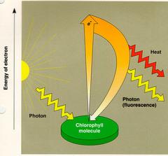 Photosystems Chlorophylls in photosystems absorb free energy