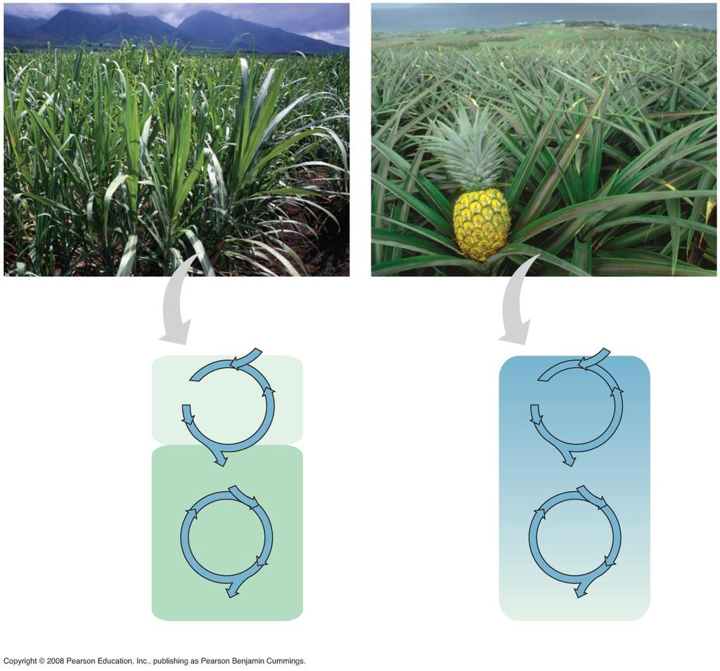Sugarcane C 4 CO 2 Pineapple CAM CO 2 Mesophyll cell Organic acid 1 CO 2 incorporated into four-carbon organic acids (carbon fixation) Organic acid Night Bundlesheath