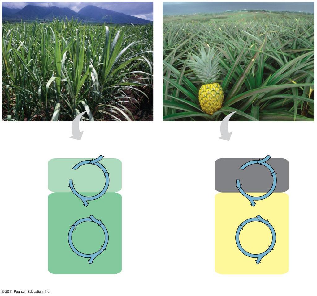 Figure 10.21 1. Opens stomata at night (cooler) to get CO 2, keep water CAM: Time Separation 2. Fixes (stores) CO 2 as maltic acid at night Sugarcane C 3.