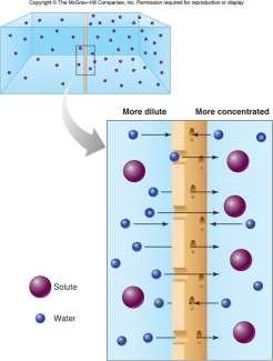 Fig 3.10 d) Osmosis = movement of water from high to low concentration.