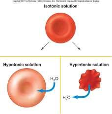 saline Isotonic solution = Concentration of solute is the same on either side of the membrane. Water doesn t move across membrane. (ex. Normal or physiologic saline) Fig 3.