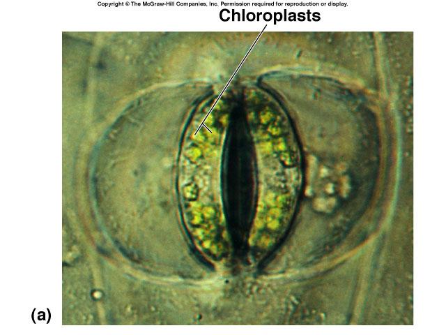 (cycles with an interval of 24 hours) Environment stresses can cause stomata to close during the date Water deficiency Hormone responses Control of transpiration Balancing stomate function