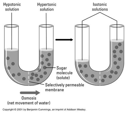 plant and animal cells Diffusion Hypertonic Hypotonic Isotonic