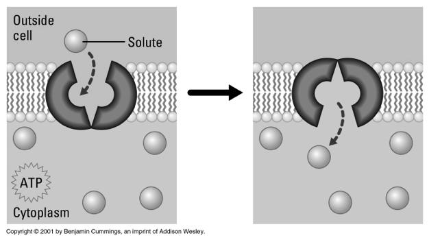 pores or channels Facilitated Diffusion (carrier mediated transport) Relies on
