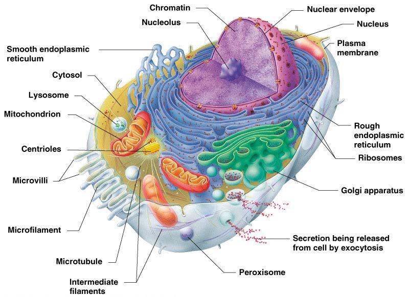 Cytoplasmic