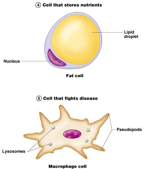 Cell Diversity Figure