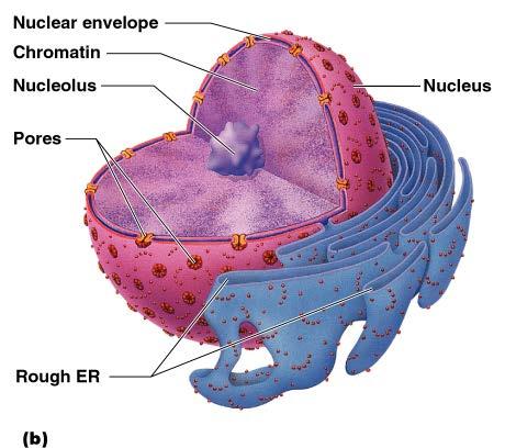 The Nucleus Control center of the cell Contains genetic material (DNA)