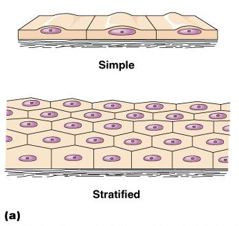 Classification of Epithelium Number of cell layers Simple one