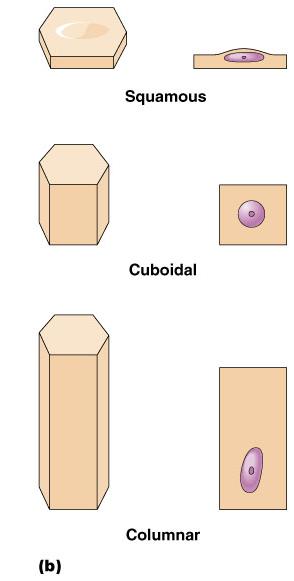 Classification of Epithelium Shape of cells Squamous flattened
