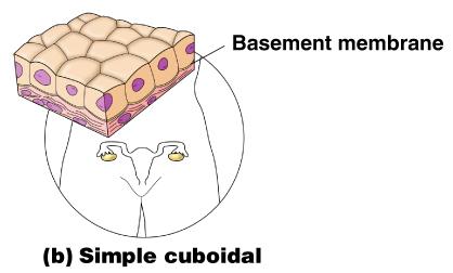 Simple Epithelium Simple cuboidal Single layer of cube-like cells Common in glands