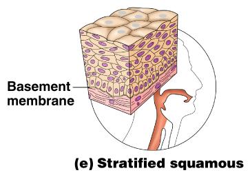 Stratified Epithelium Stratified squamous Cells at the free edge are flattened Found as a