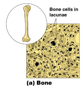 Connective Tissue Types Bone (osseous tissue) Composed of: Bone cells in lacunae (cavities) Hard matrix of