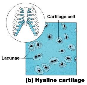 Connective Tissue Types Hyaline cartilage Most common cartilage Composed of: Abundant