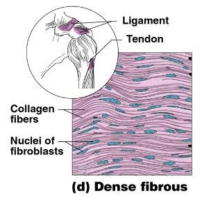 Connective Tissue Types Dense connective tissue Main matrix element is collagen fibers Cells are