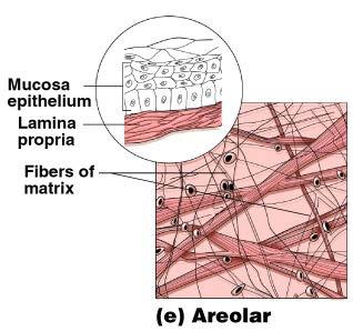 Connective Tissue Types Areolar connective tissue Most widely distributed connective tissue