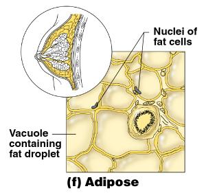 Connective Tissue Types Adipose tissue Matrix is an areolar tissue in which fat globules predominate Many cells contain