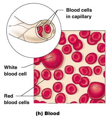 Connective Tissue Types Blood Blood cells surrounded by fluid matrix Fibers are visible