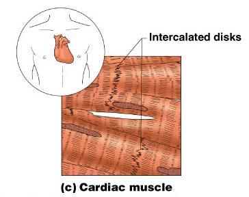 Muscle Tissue Types Cardiac muscle Found only in the heart Function is to pump blood (involuntary) Cells attached