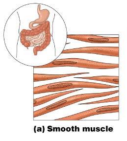 Muscle Tissue Types Smooth muscle Involuntary muscle Surrounds hollow organs Attached to