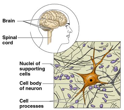 Nervous Tissue Neurons and nerve support cells Function is to send impulses