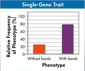 Traits Single Gene Traits
