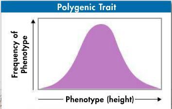gene. Polygenic Traits Traits