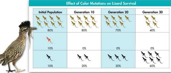 Natural Selection Single Gene Traits: Can lead to changes in