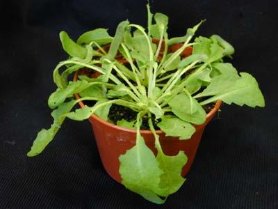 Experimental protocol Pieris rapae Arabidopsis thaliana