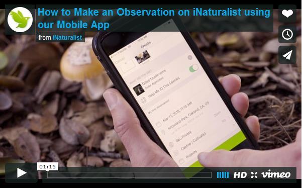 Making Observations (on Apple device) https://vimeo.
