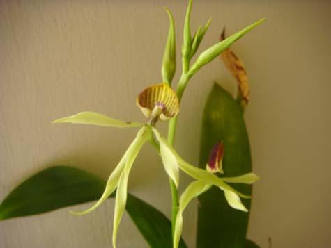 The cockle-shell orchid can bloom for up to 6 months usually starting in spring with an apical, erect, inflorescence that can produce many flowers.
