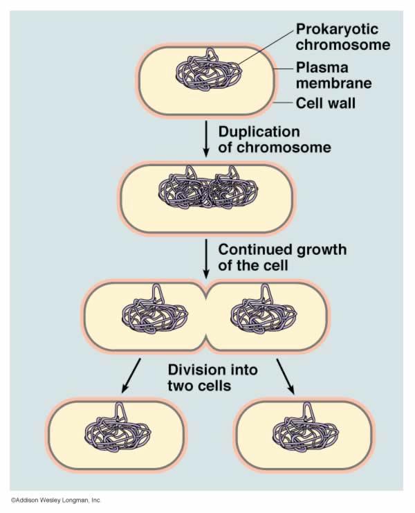The historical sequence sexual reproduction involves many different phenomena the historical sequence of evolutionary events probably was asexual reproduction (binary cell division, mitosis) limited